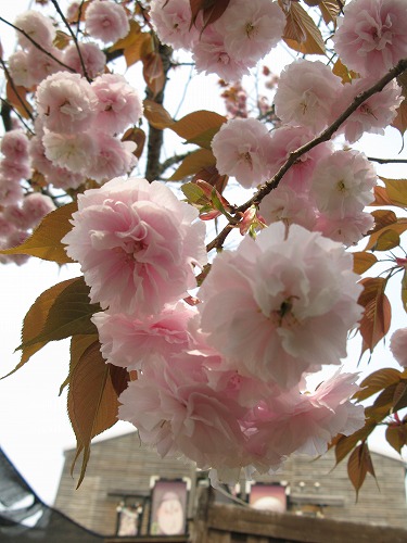 2014八重桜